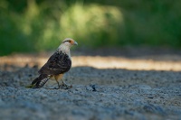 Cimango zlutavy - Milvago chimachima - Yellow-headed Caracara o5360